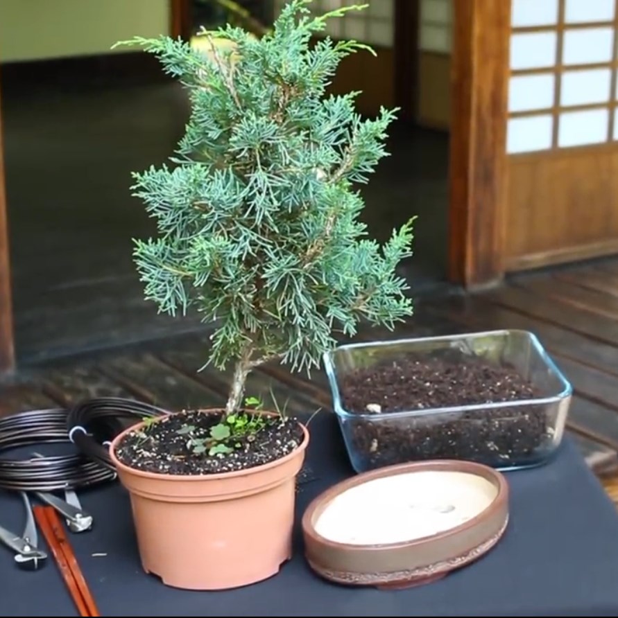 07.-Come-creare-un-bonsai-di-ginepro-prima-di-pulire.jpg