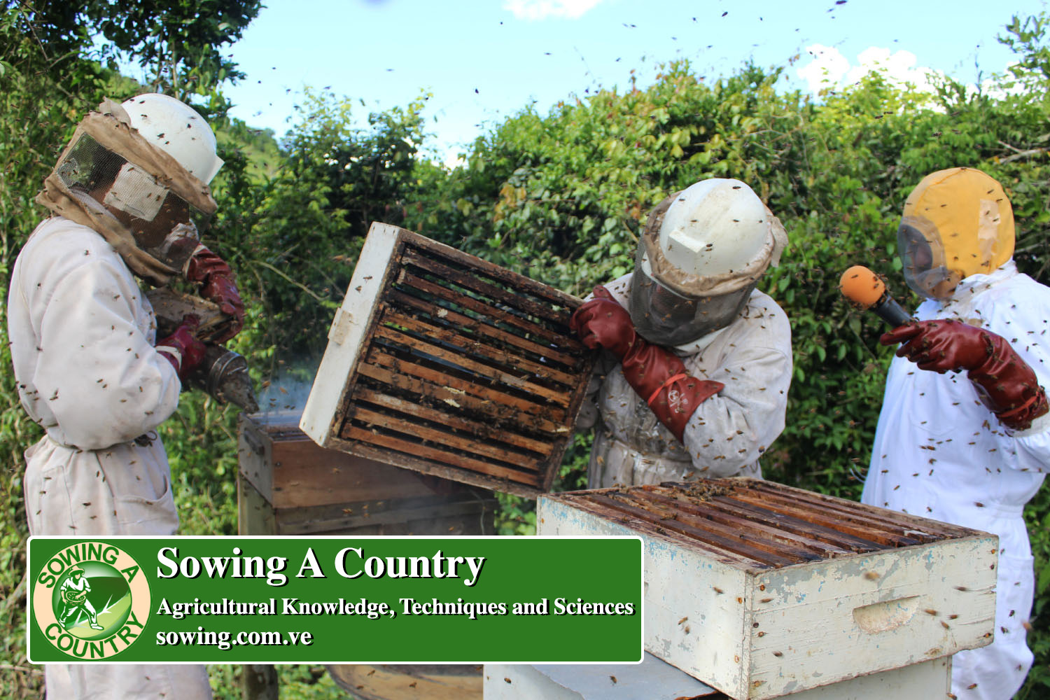 34 beekeeping.jpg