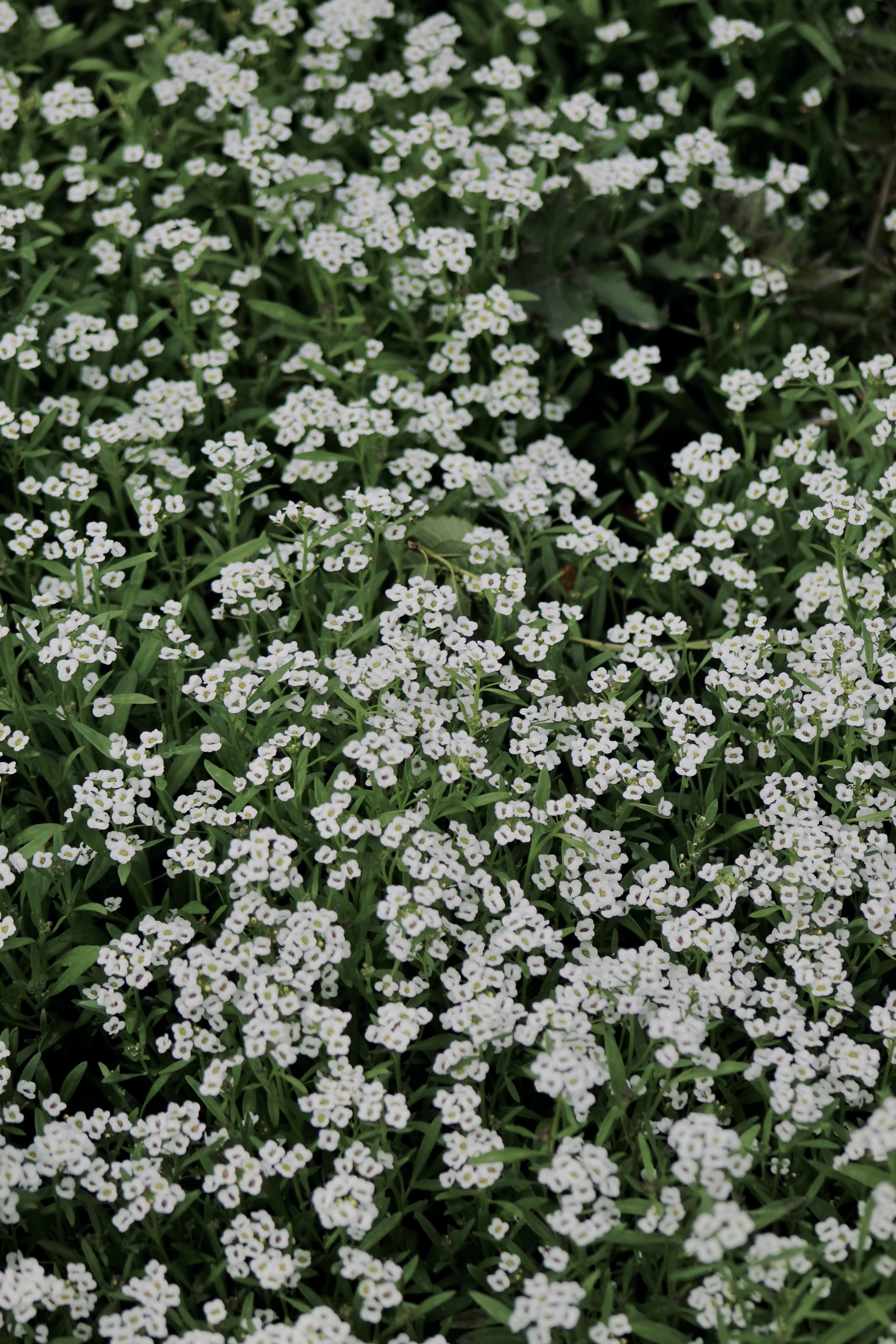 IMG_3329.jpeg