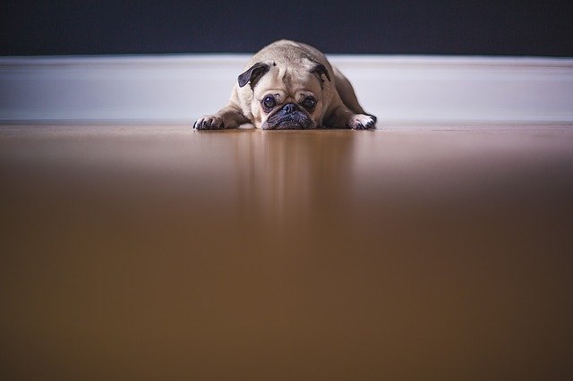 pug1209129_640.jpg