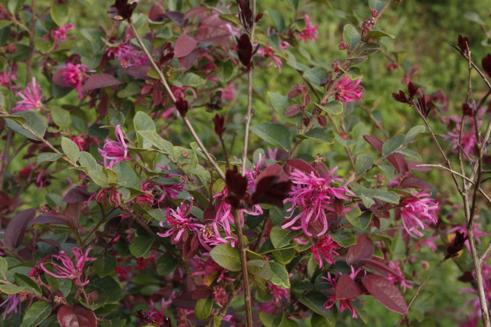 Loropetalum.jpg