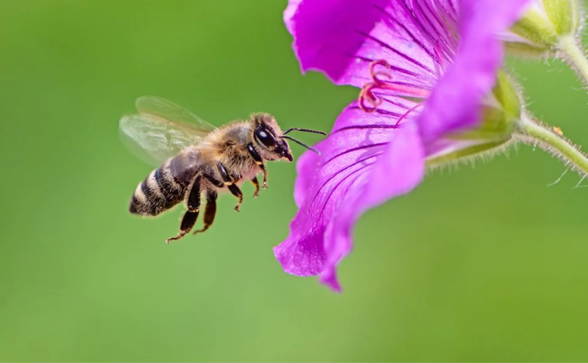 how_do_bees_make_honey_1911x.webp