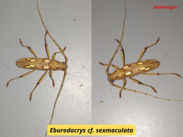Automeris cf. jucunda (8).png