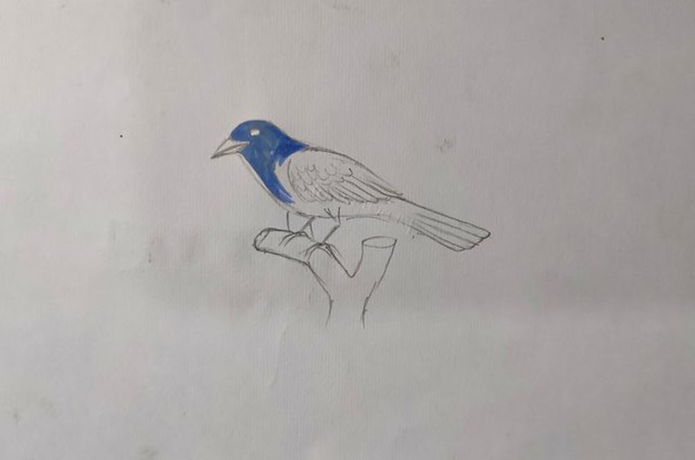 how to draw a beautiful bird with flower step by step for beginners | Bird  drawings, Pencil drawing images, Easy drawings