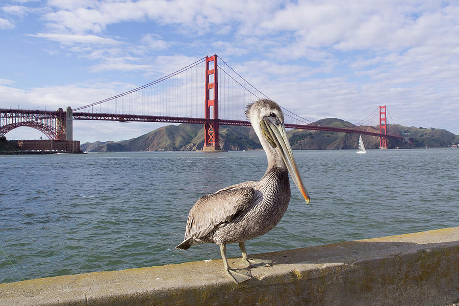 brown-pelican-pelecanus-occidentalis-adult-non-breeding-golden-gate-bridge-san-francisco-bay-jouko-van-der-kruijssen.jpg