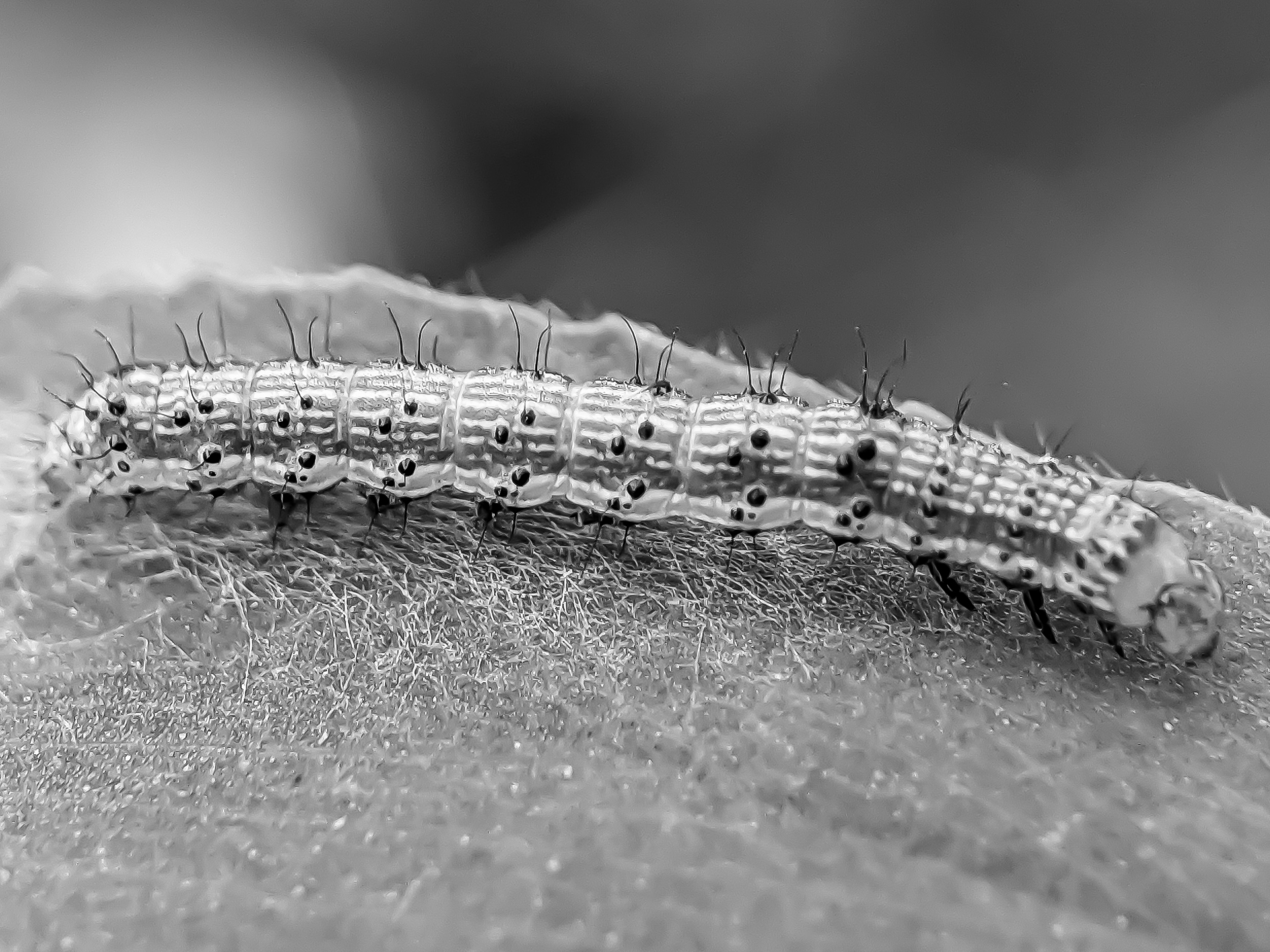 caterpillar (6).jpg