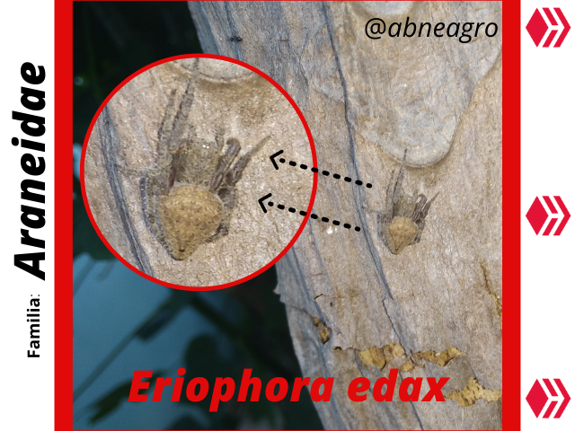Araneidae(3).png