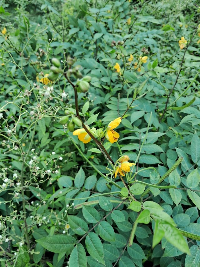 Sickle Senna flower 6.jpg