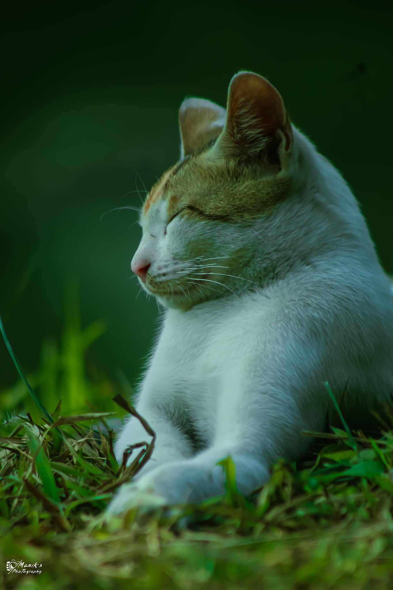 cat (3).jpg