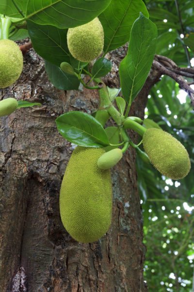 breadfruit-drop-400x600.jpg