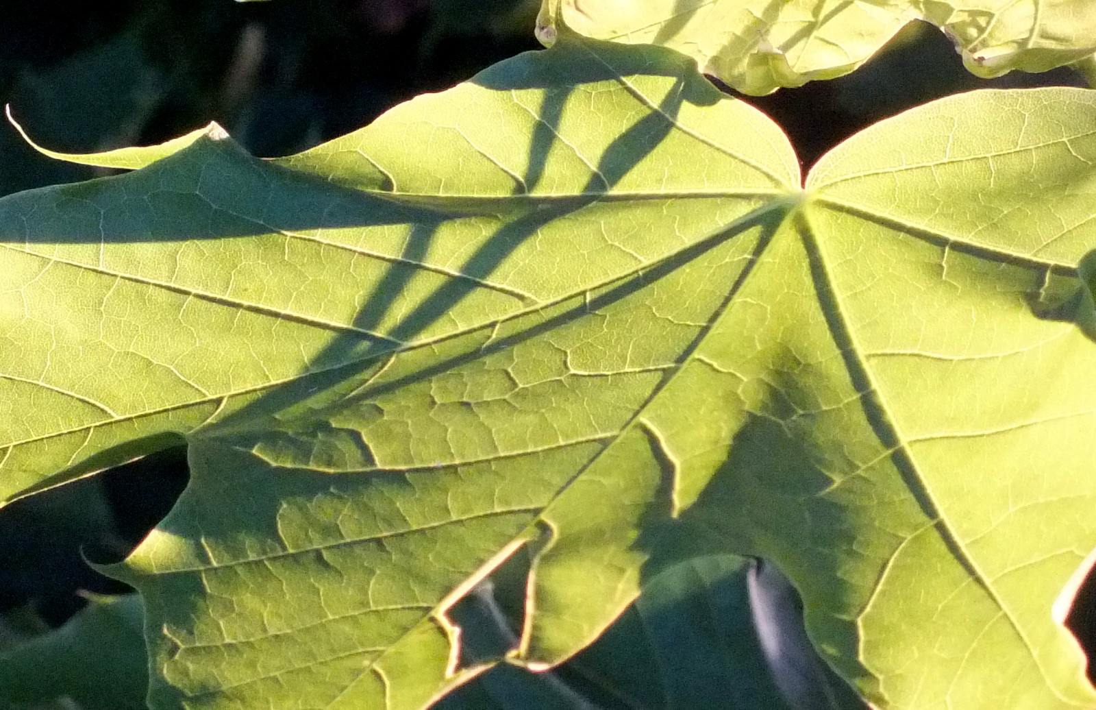 0446Leaf.JPG