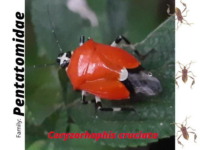 Pentatomidae.png