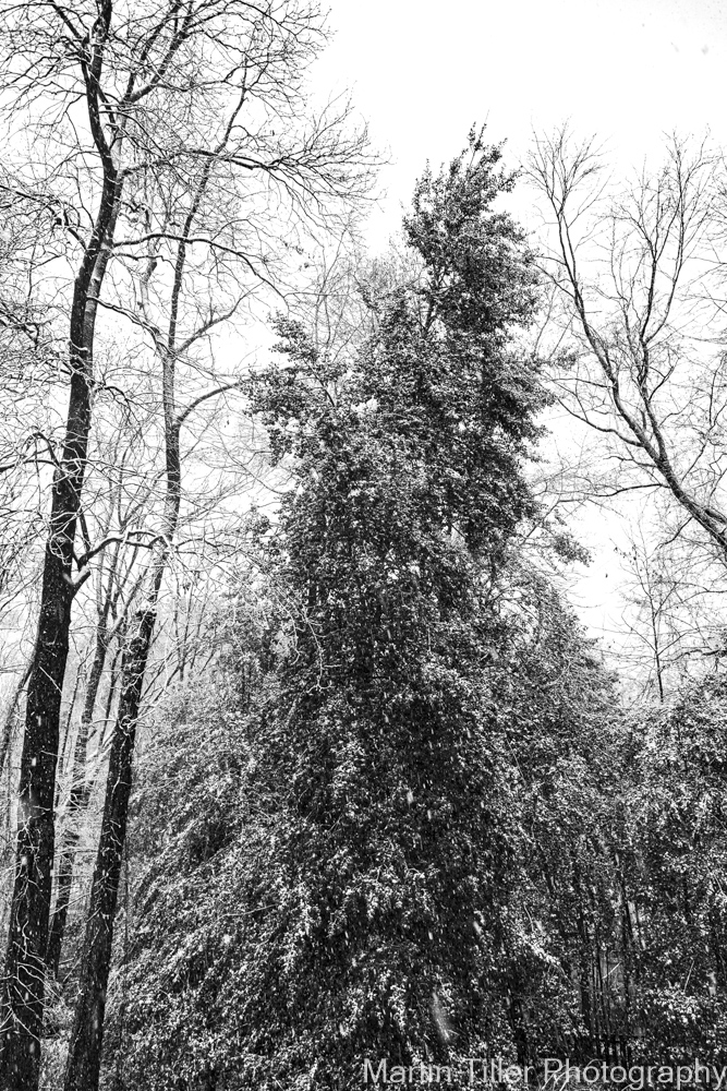 Snowfall black and white (2 of 6).jpg