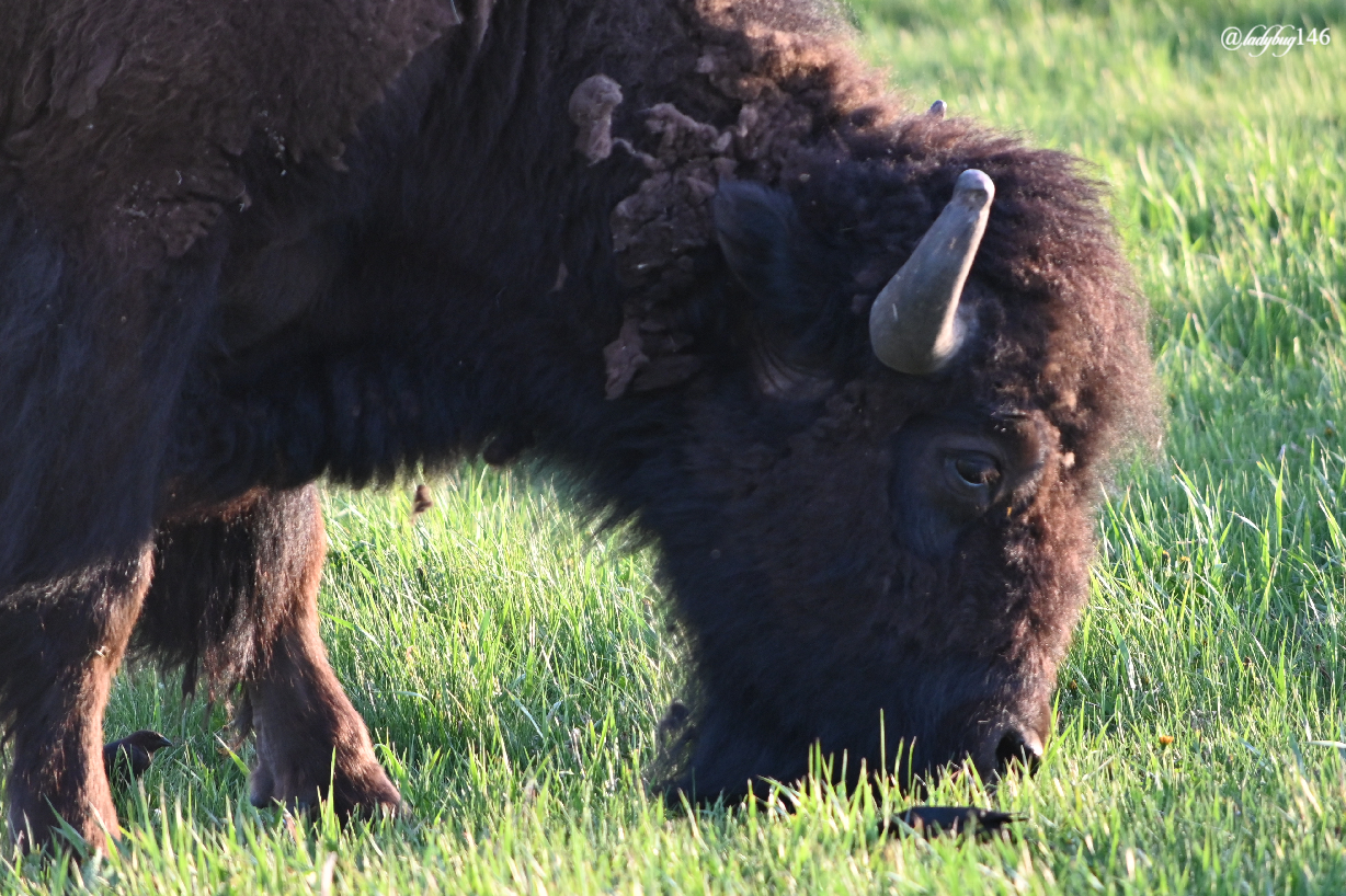 bison (26).jpg