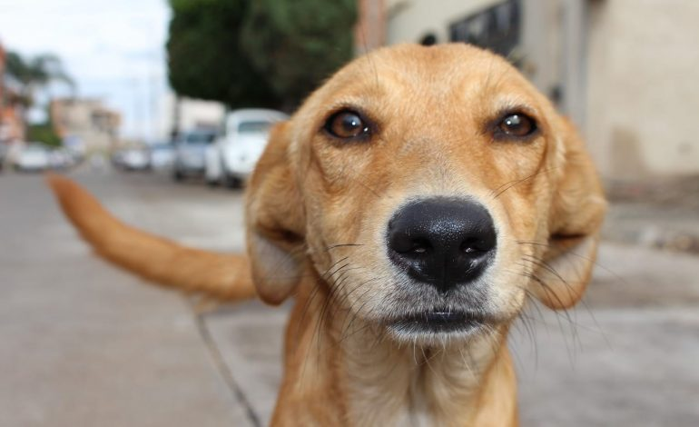 que raza de perro esta en la calle