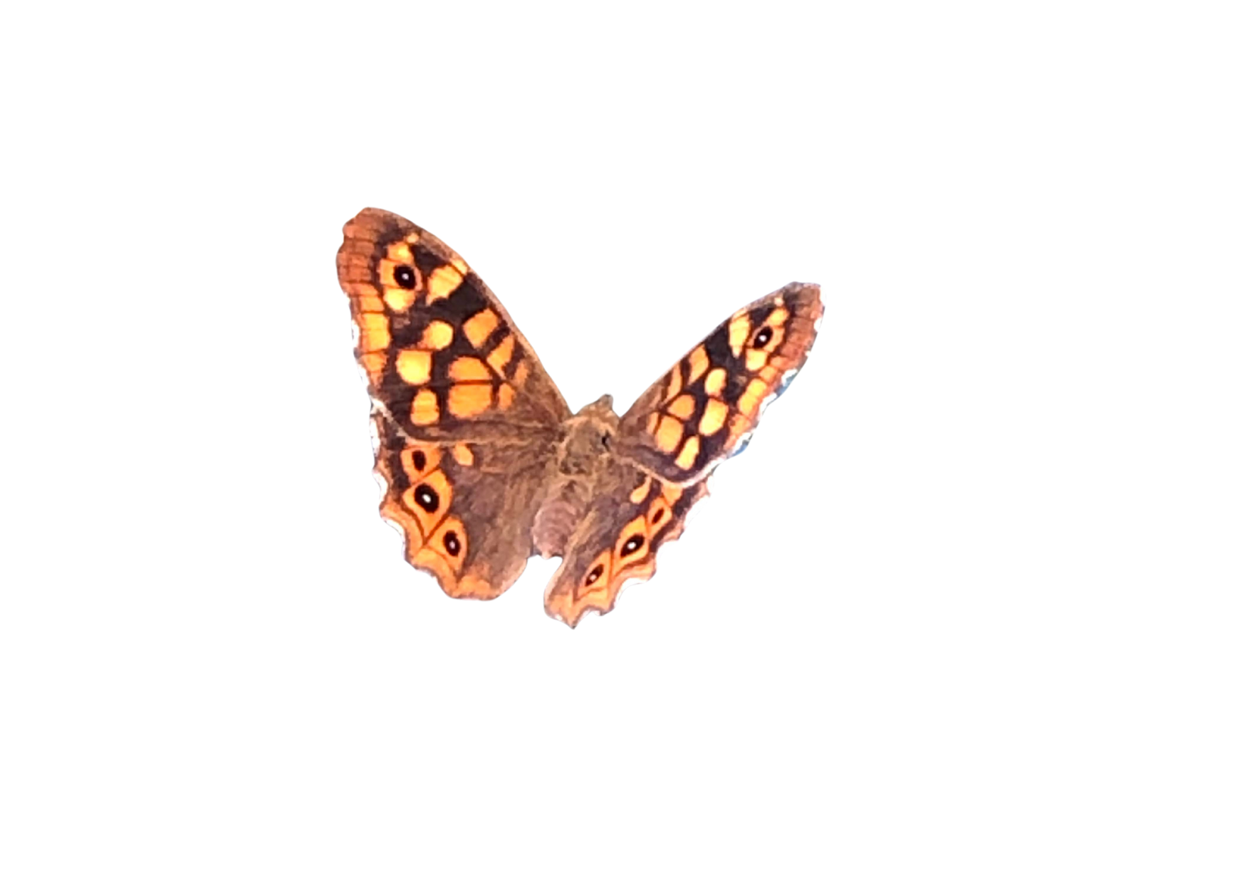 mariposa2.png