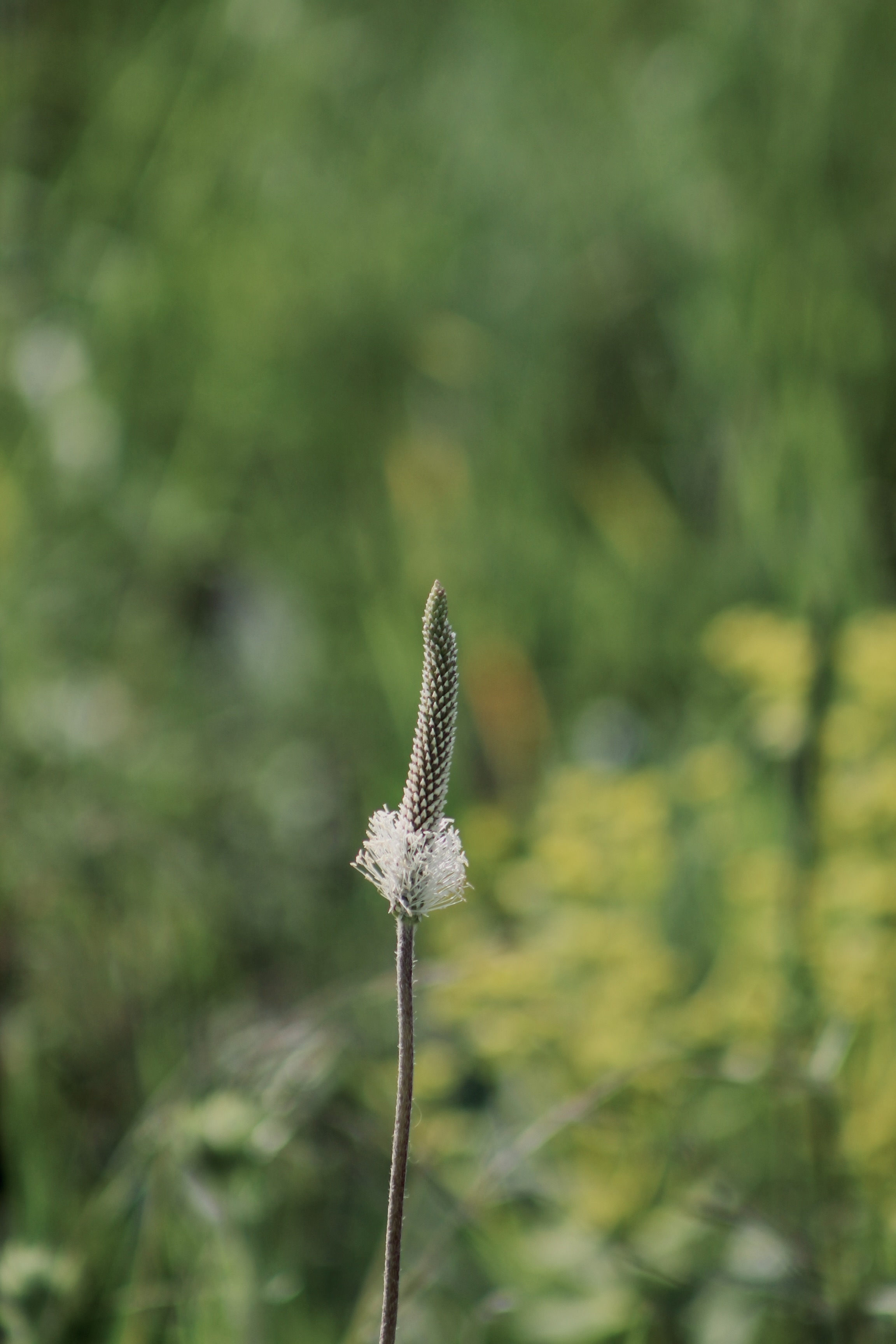 IMG_2957.jpeg