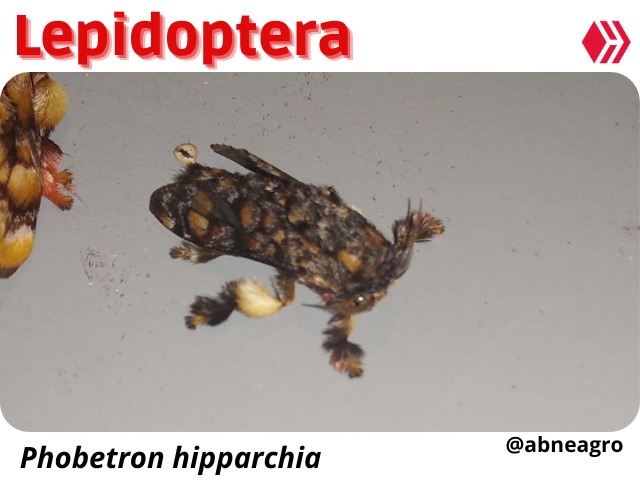 Automeris cf. jucunda (5).png