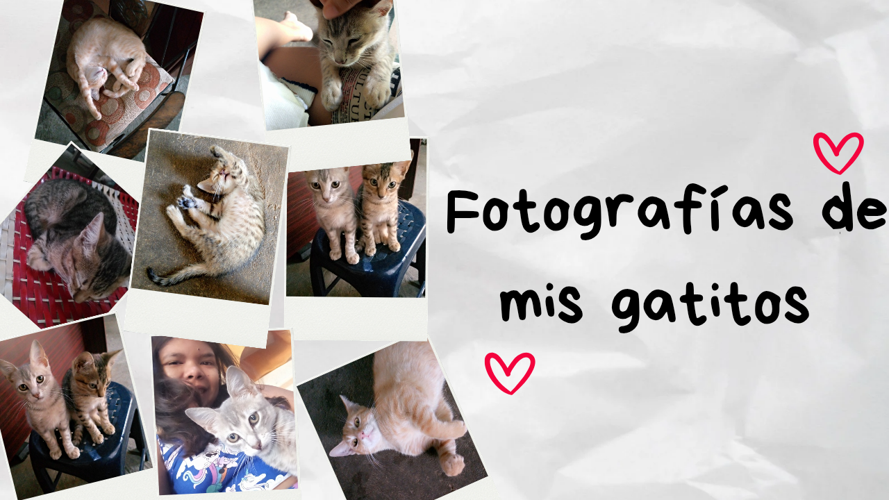 Mi Vida con Siete Gatos🐈🐈‍⬛🐈🐈‍⬛🐈🐈‍⬛🐈.//My Life with Seven Cats🐈🐈‍⬛🐈🐈‍⬛🐈🐈‍⬛🐈.(Esp)(Eng)