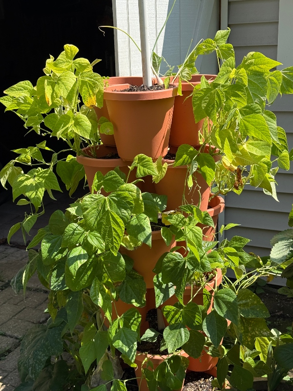 hivegarden-tower-garden-beans.jpg
