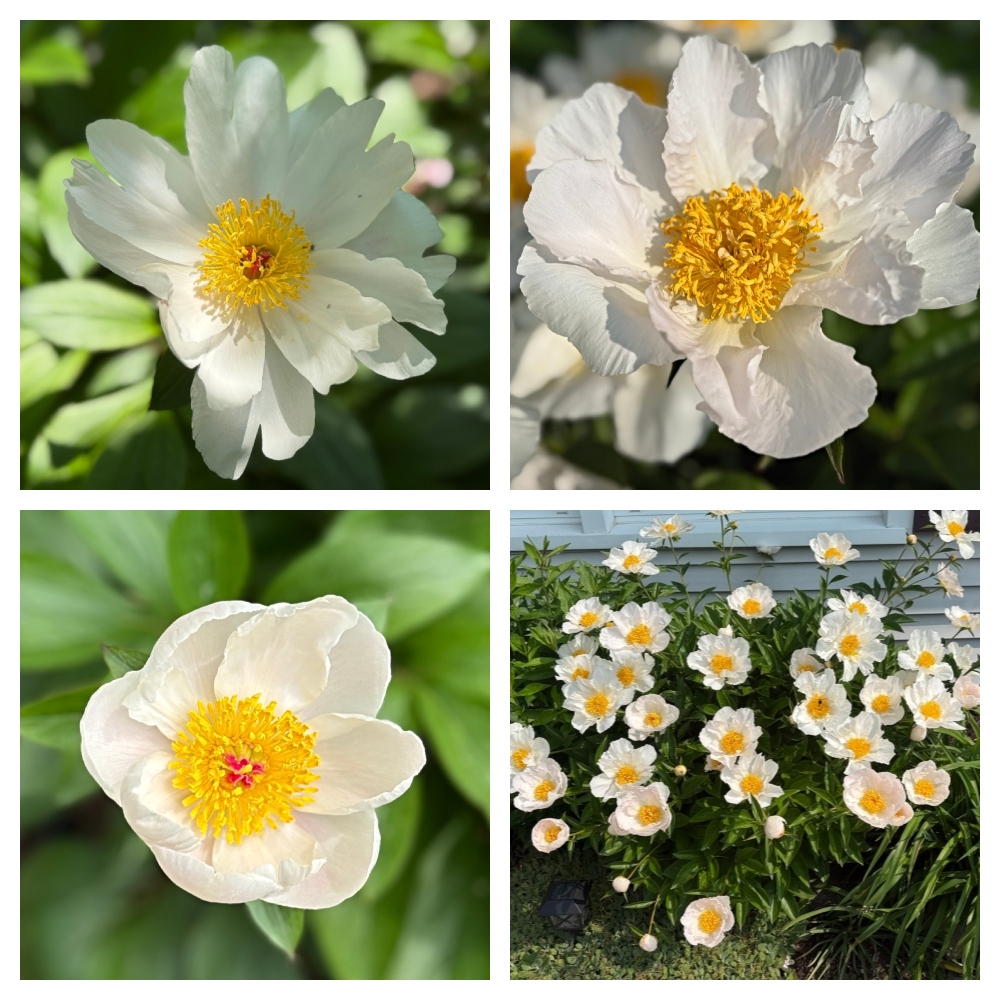 hivegarden-peonies-2.jpg