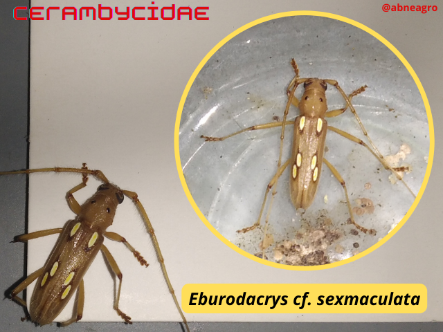 Automeris cf. jucunda (2).png