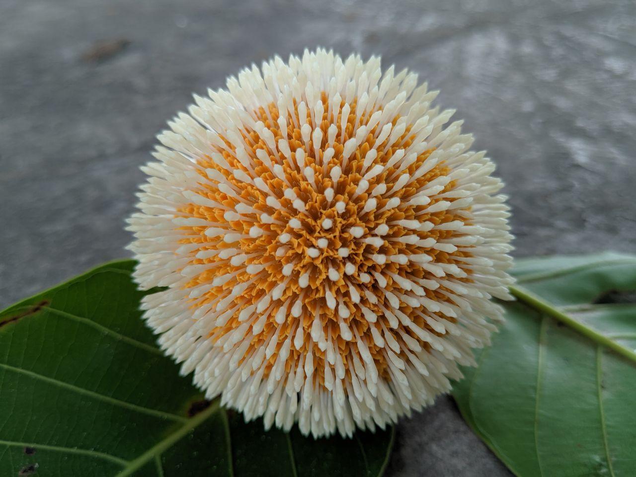 BEAUTIFUL BUR FLOWER CLOSE UP PHOTOGRAPHY — Hive