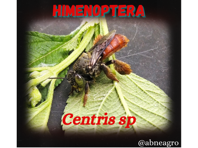 Himenoptera(3).png