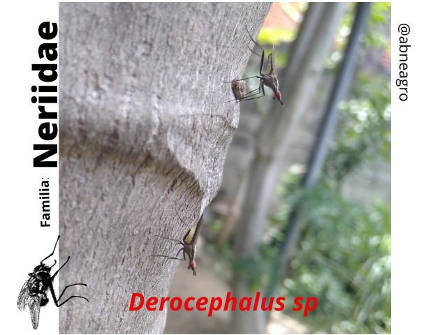 Diptera(8).png