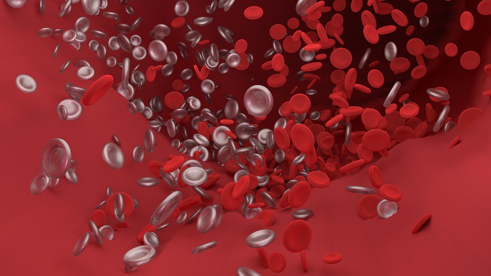 Blood cells.jpg