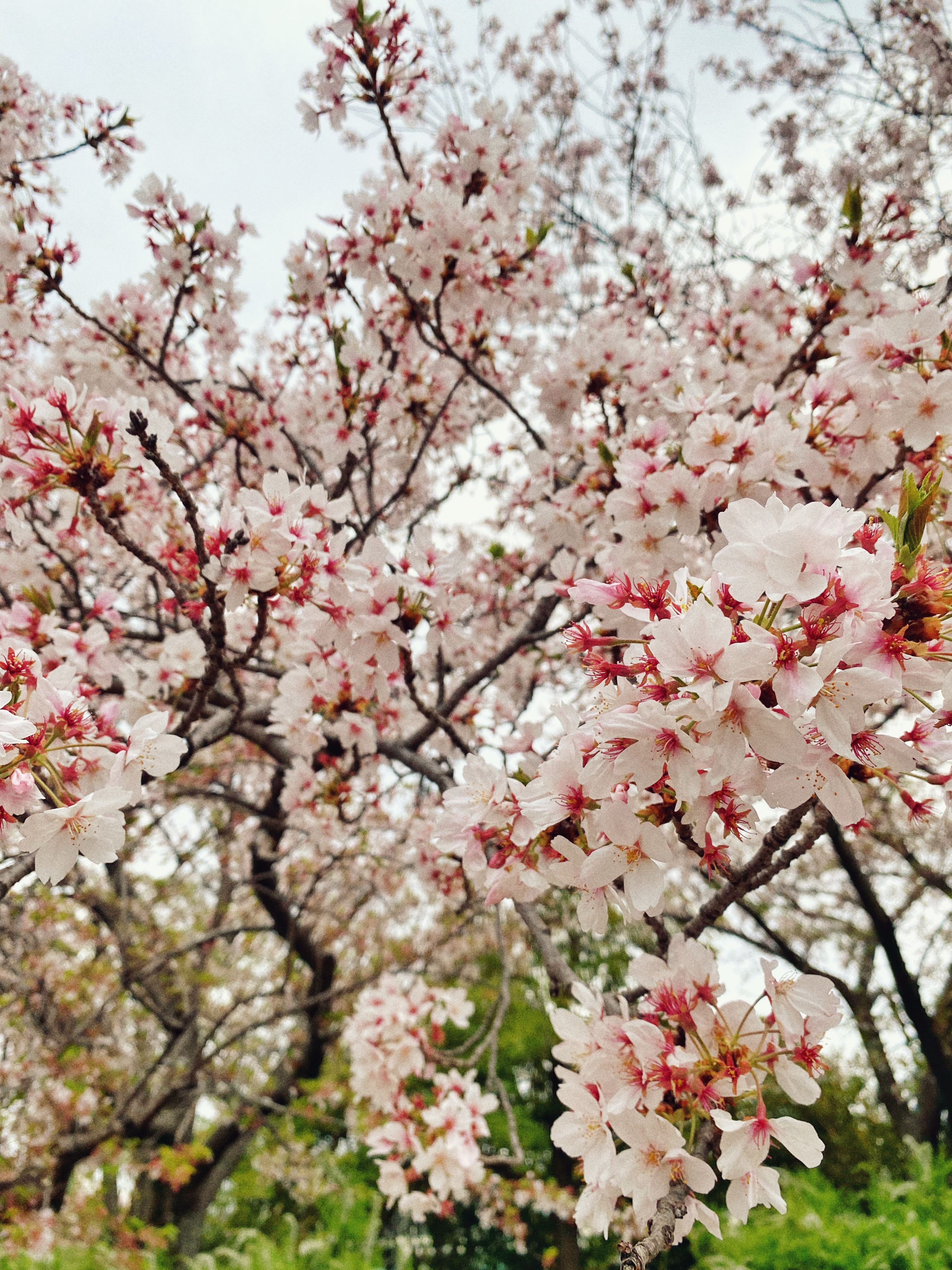  "Cherry Blossom.jpg"