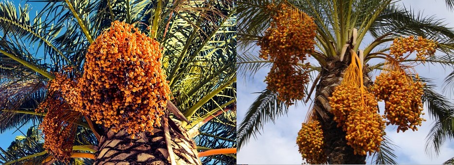 date-palms.jpg