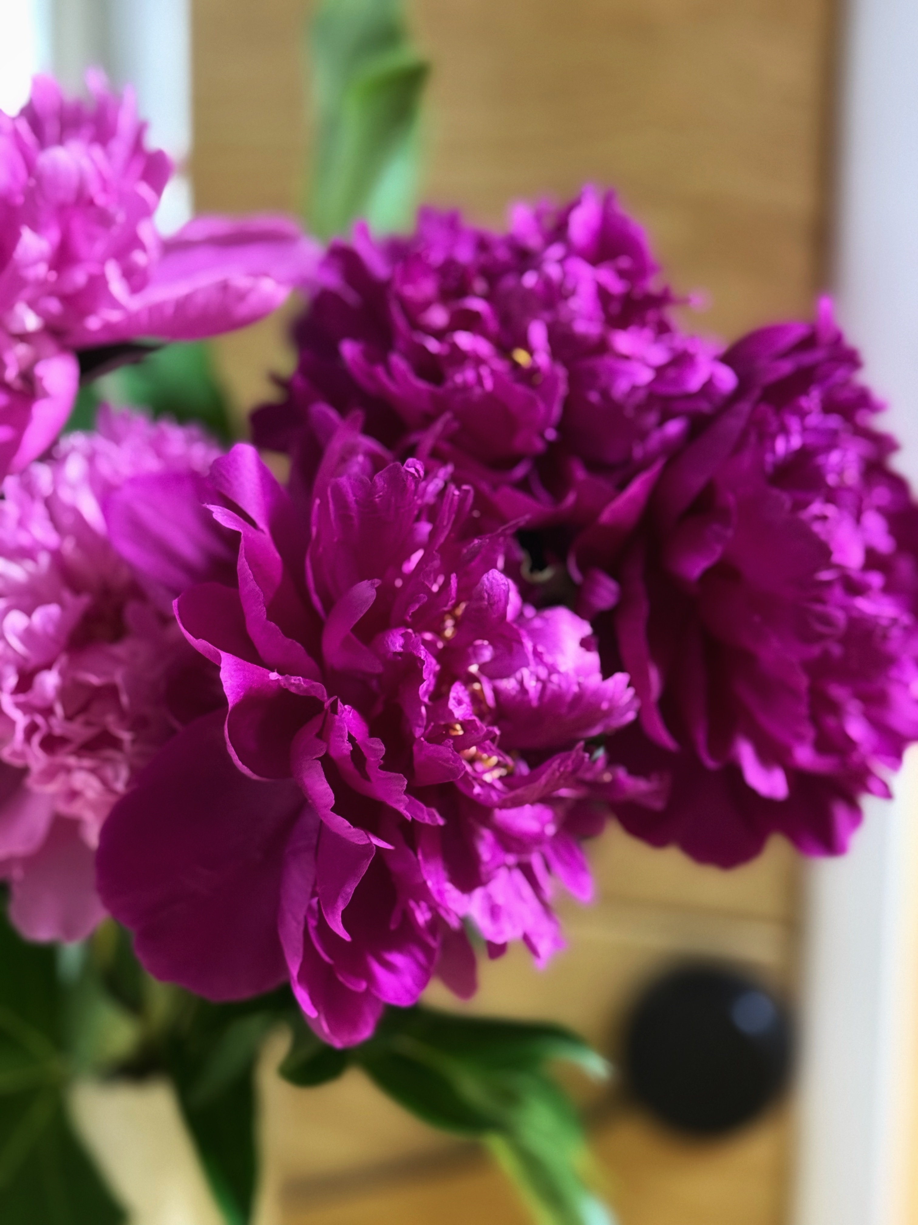 IMG_3383.jpeg