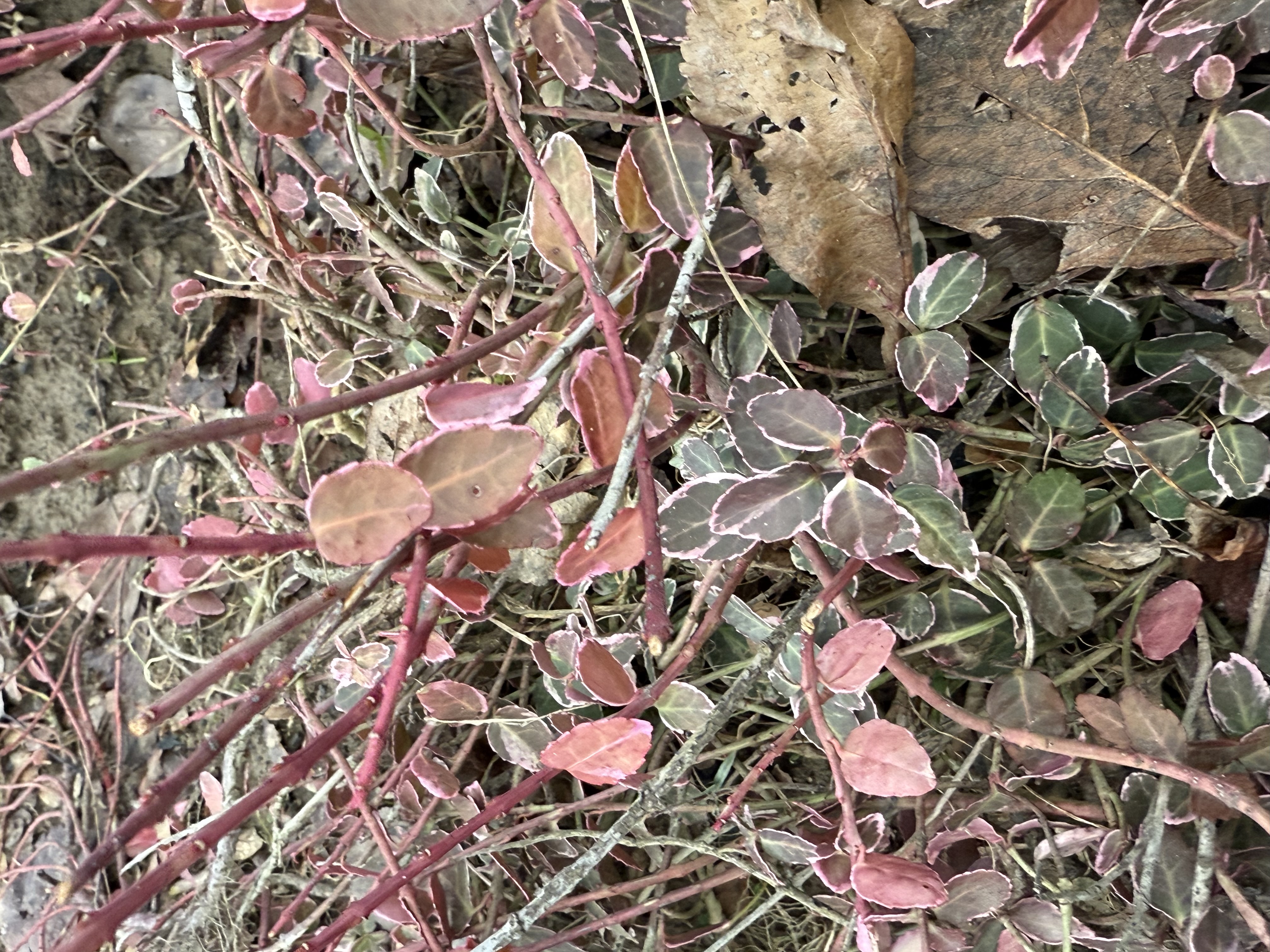 IMG_0002.jpeg