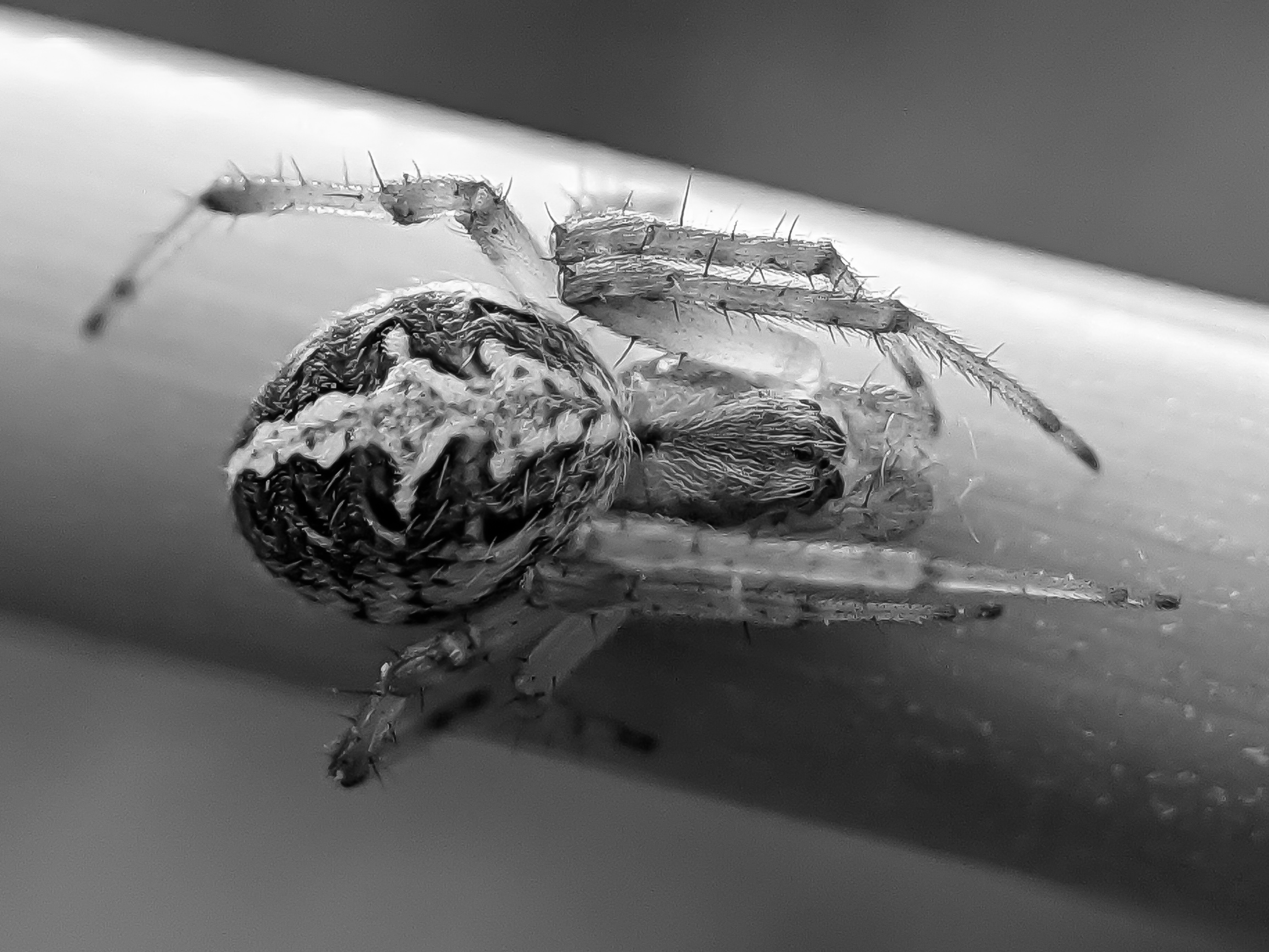black&white spider (10).jpg
