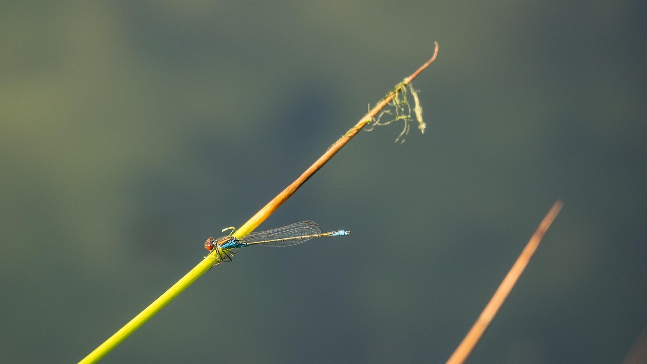 dragonfly-5196333_1280.jpg