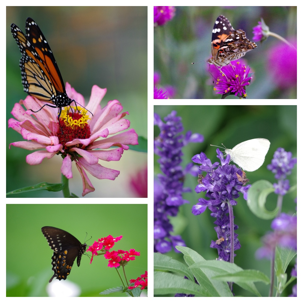 gardening-butterflies-sunscape-1.jpg