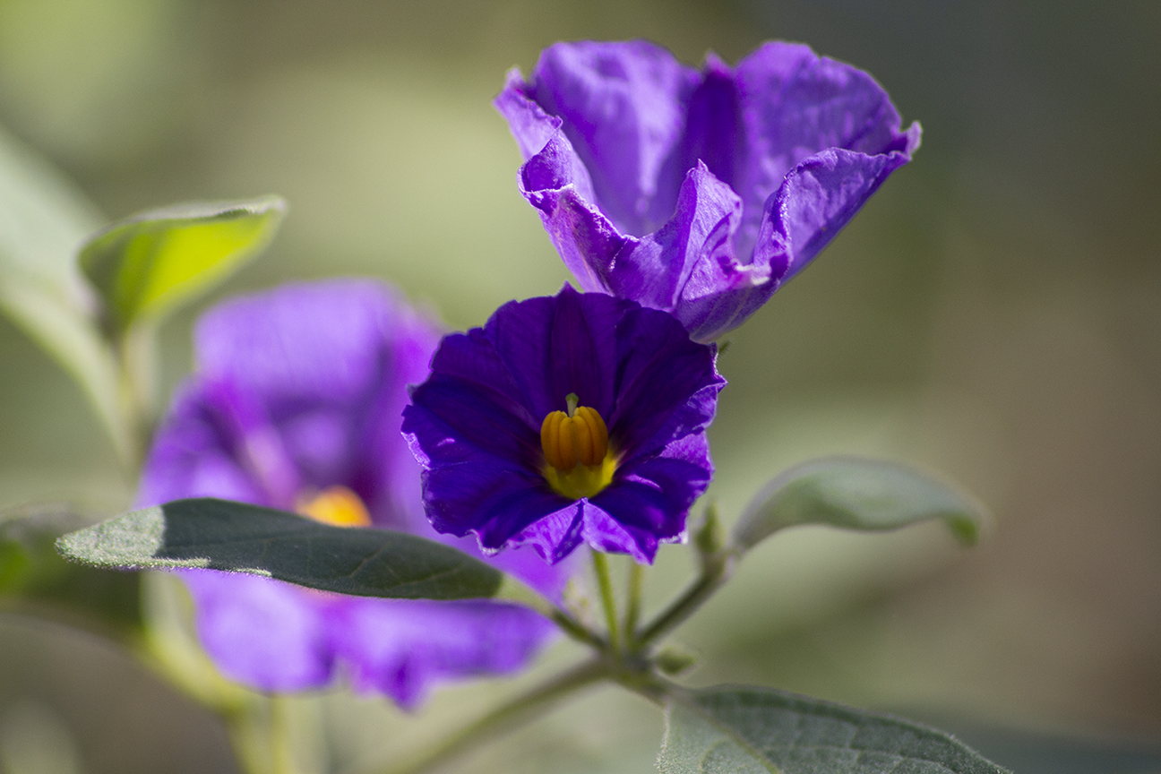 Purple flowers.png