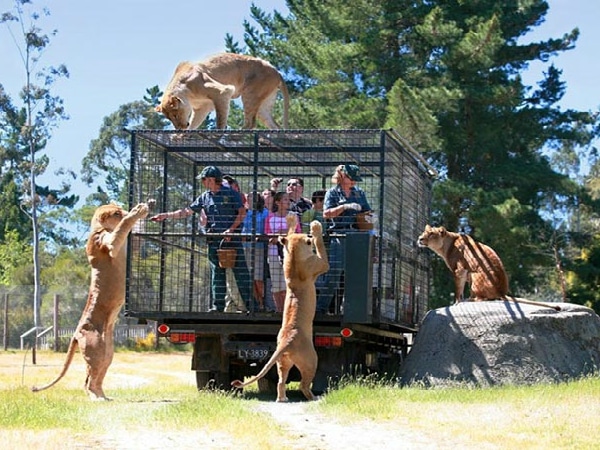 nueva-zelanda-leones.jpg