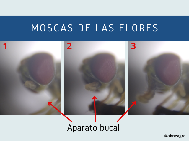 Mosca boca.png