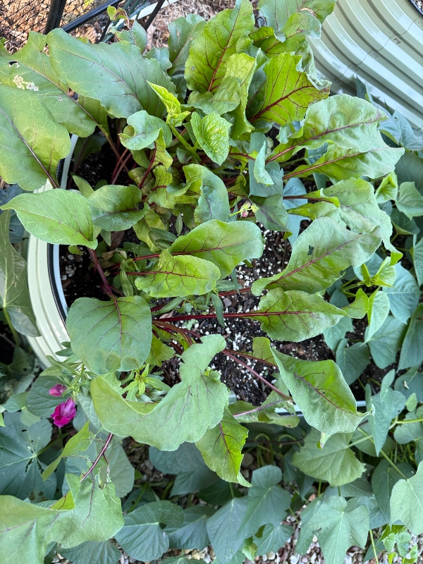 hivegarden-journal-beets.jpg