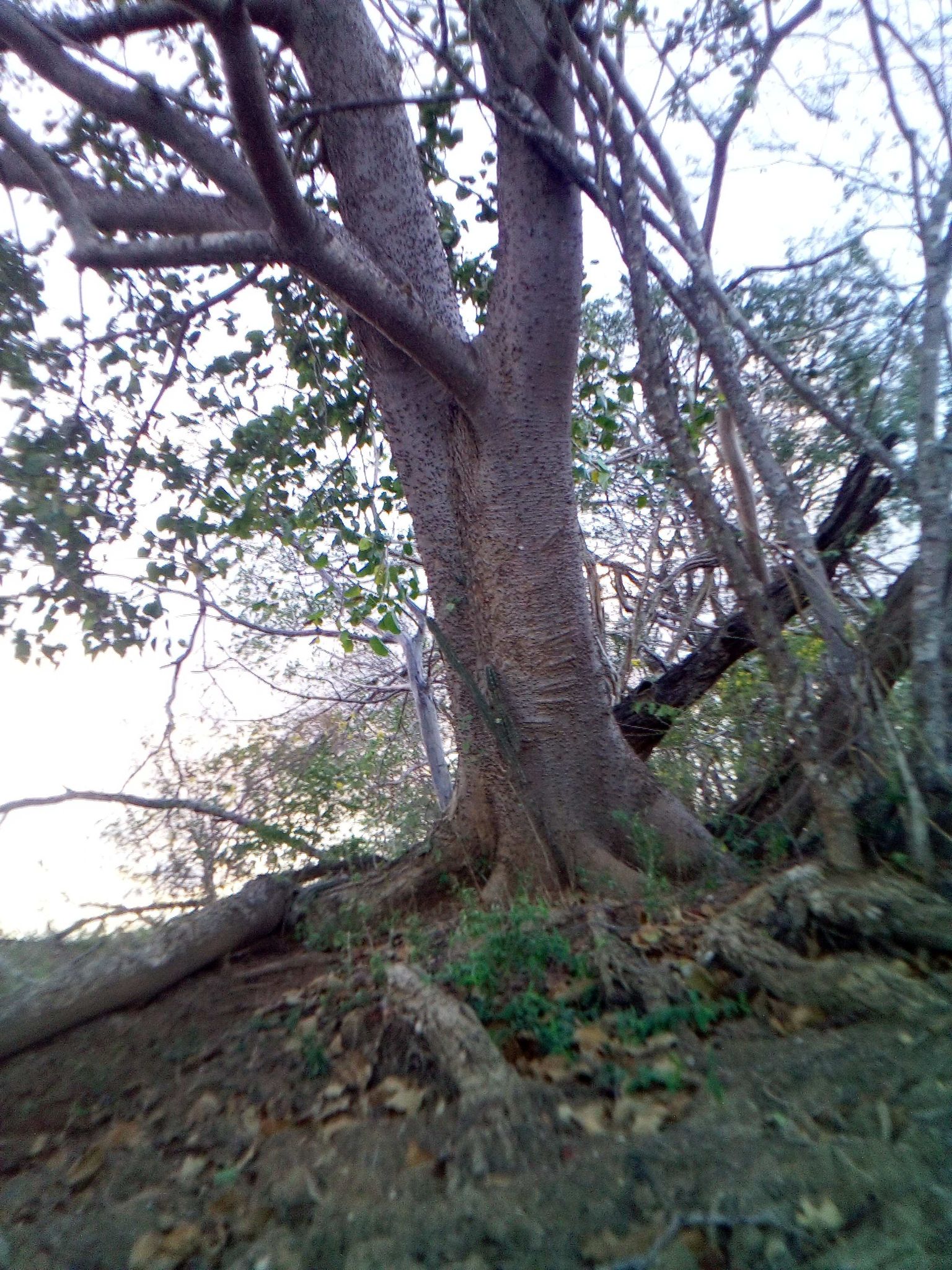 [ESP/ENG]Árbol de jabillo o Hura crepitans /jabillo tree or Hura ...