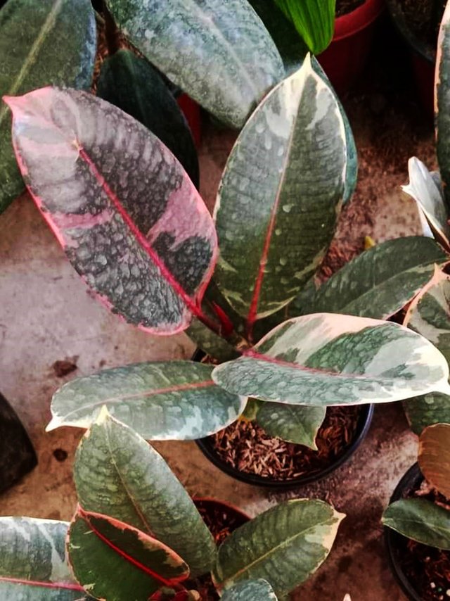 Rubber Tree 3.jpg