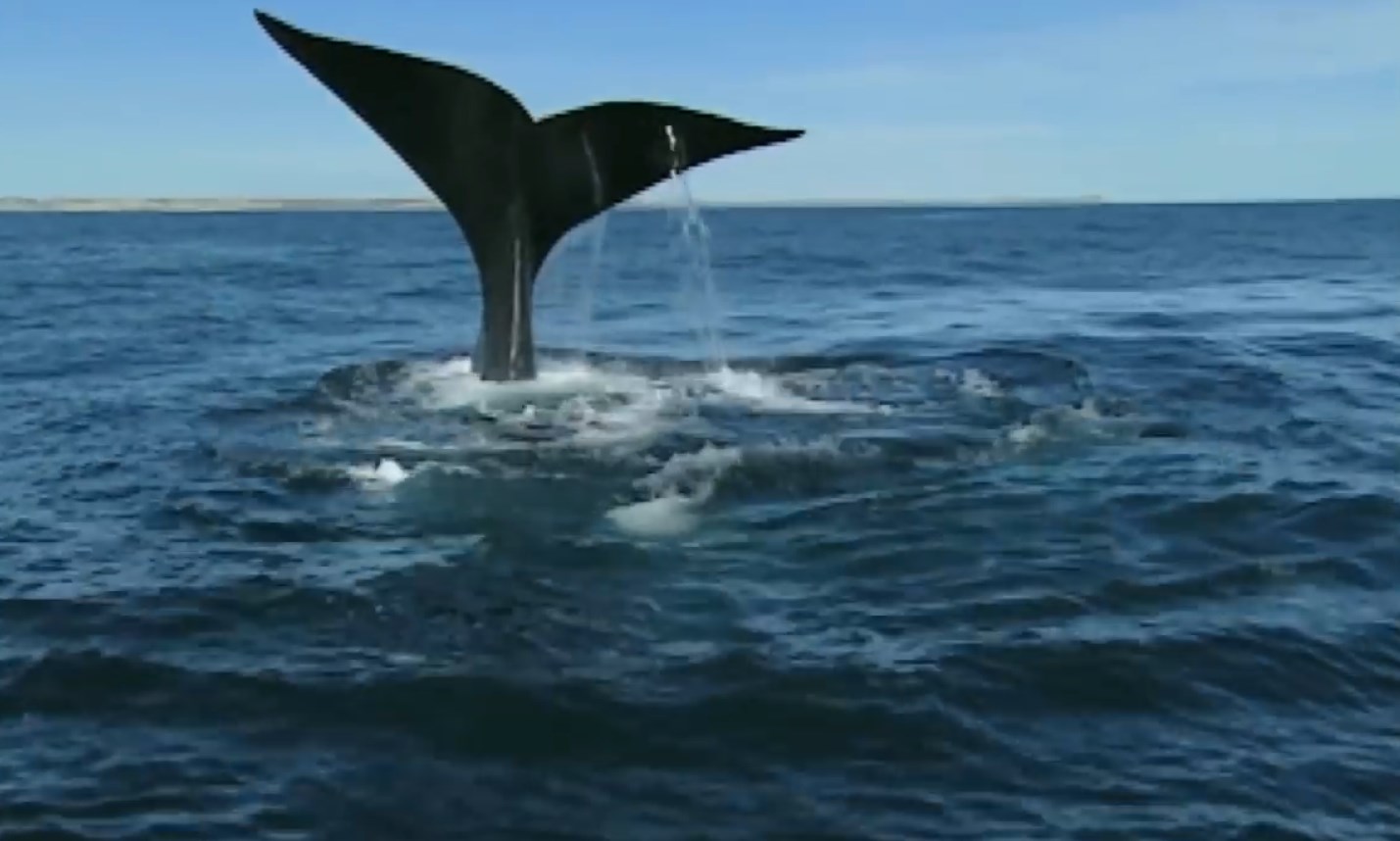 02.-Le balene in Patagonia-0.jpg