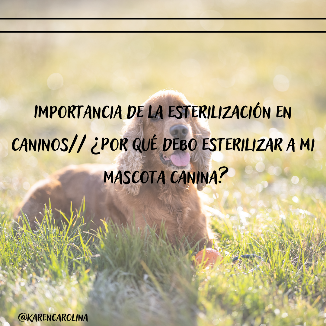 Importancia de la esterilización en caninos ¿Por qué debo esterilizar a mi mascota canina.png