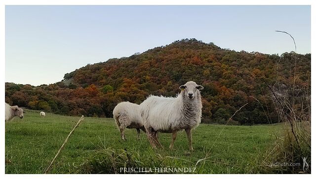 sheep -640- by Priscilla Hernandez.jpg