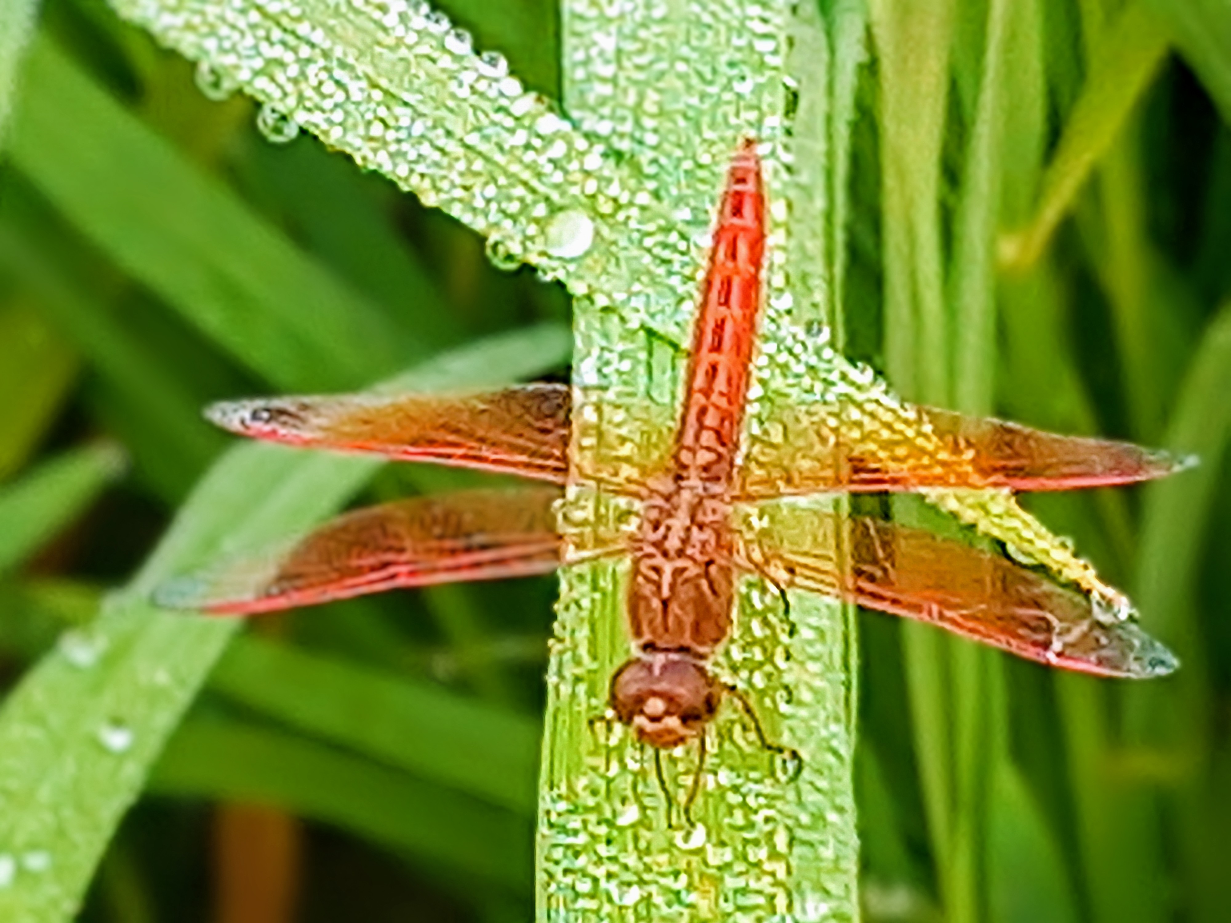 20250416_064111~3.jpg