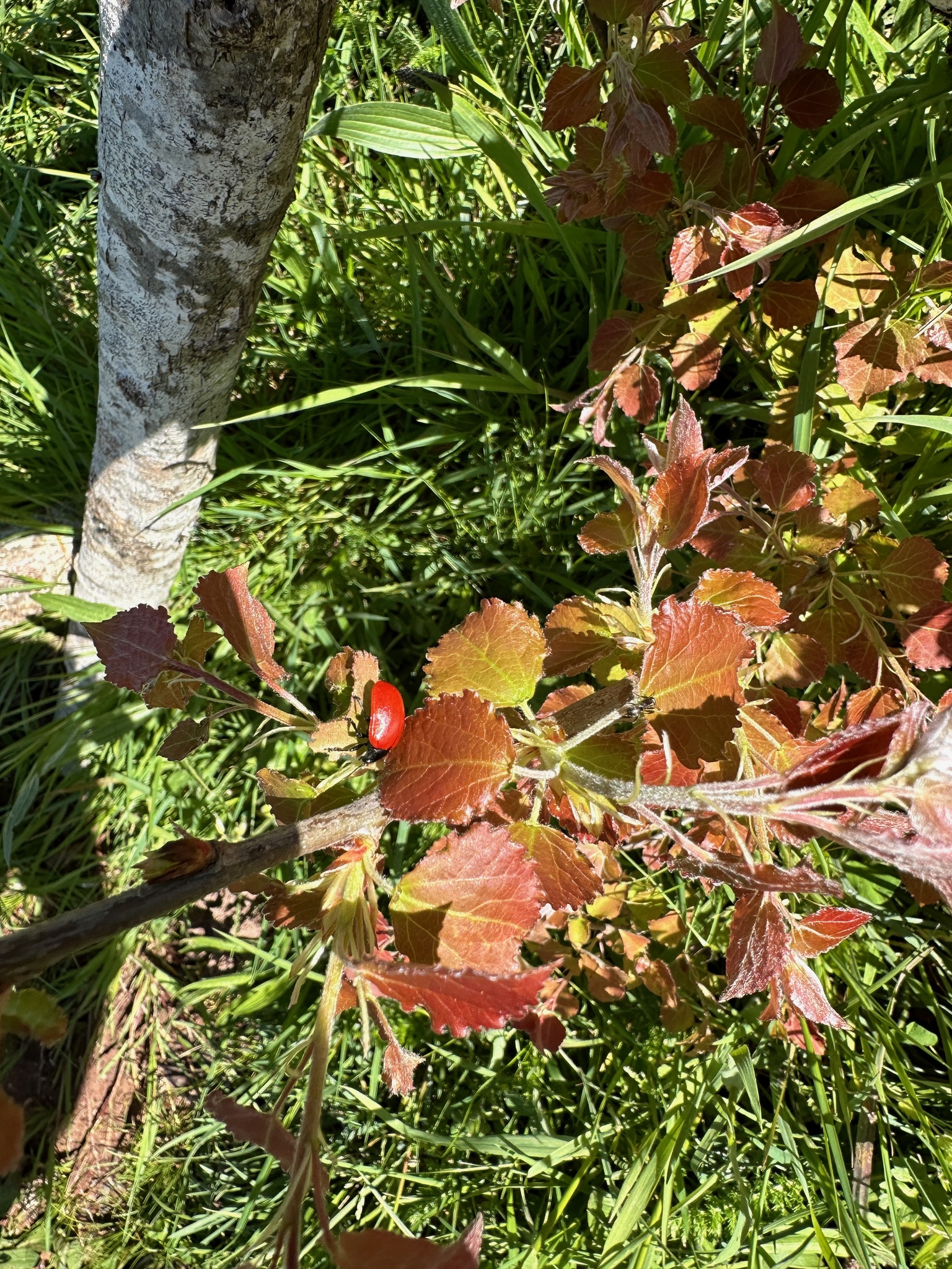 E9127A69-1031-451F-B18D-869351E6C6E7.jpeg