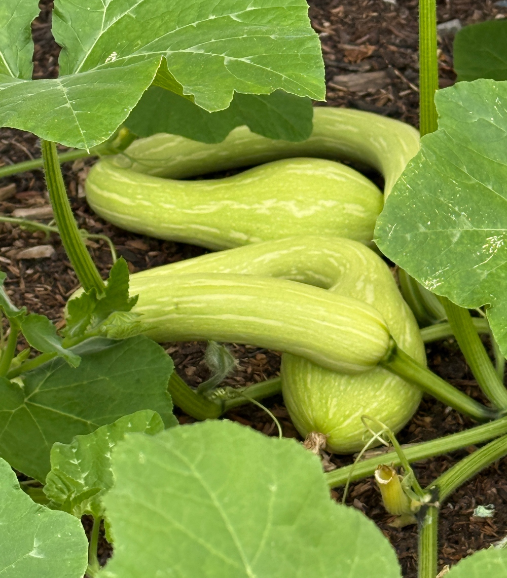 hivegarden-squash-1.jpg