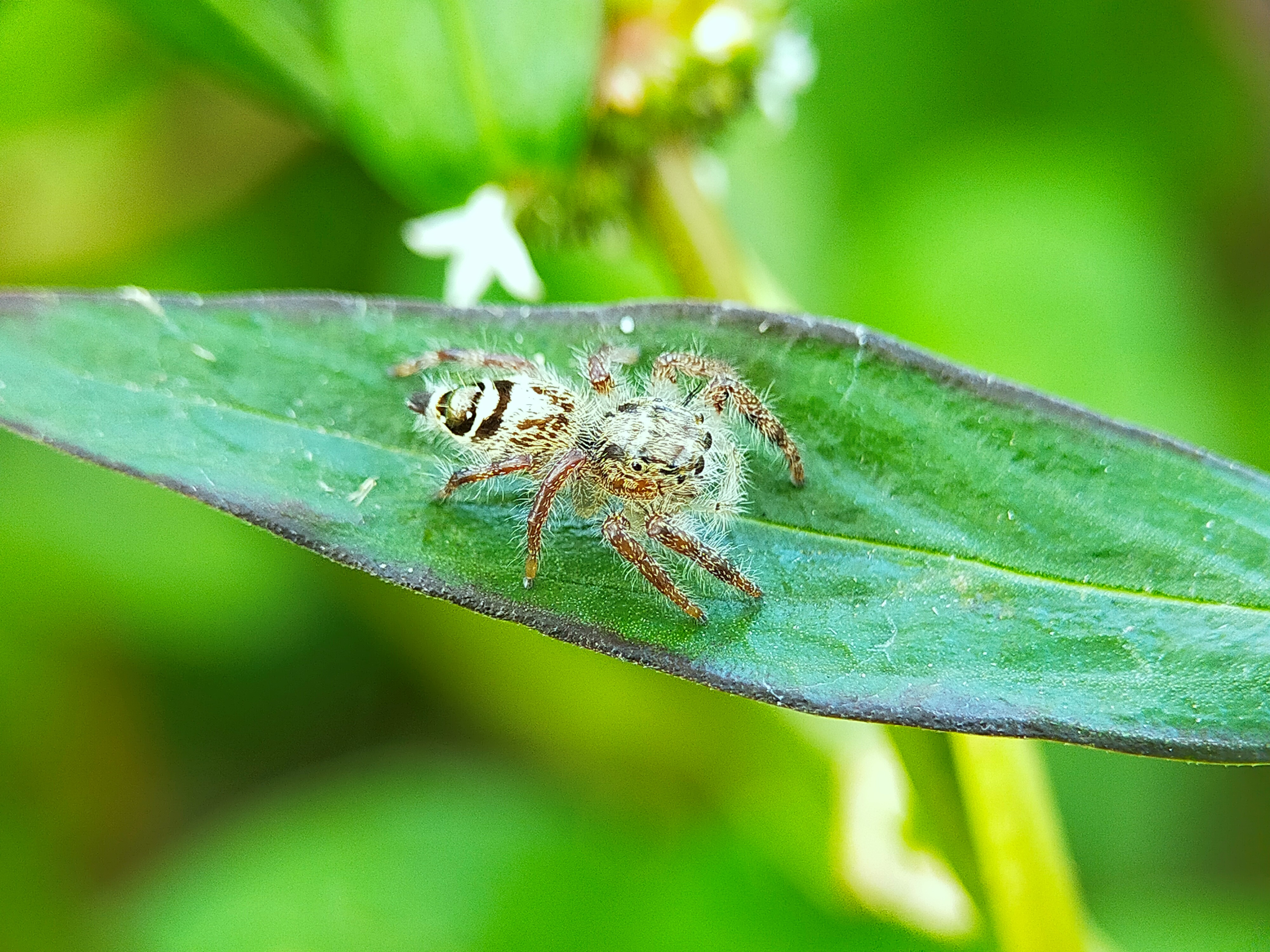 Jumping Spider (19).jpg